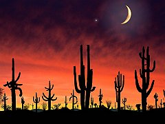 Saguaro National Park, Arizona